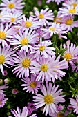 ASTER WOODS PINK