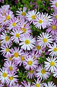 ASTER WOODS PINK