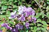LAGERSTROEMIA ORCHID CASCADE