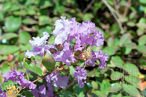 LAGERSTROEMIA_ORCHID_CASCADE