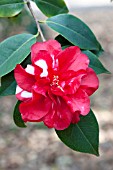 CAMELLIA JAPONICA FIRE CHIEF VARIEGATED