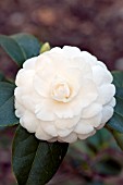 CAMELLIA WHITE BY THE GATE