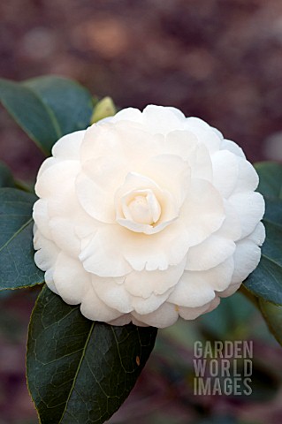 CAMELLIA_WHITE_BY_THE_GATE
