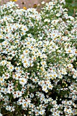ASTER AGERATOIDES