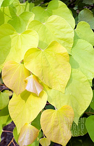 CERCIS_HEARTS_OF_GOLD