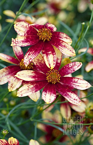 COREOPSIS_ROUTE_66