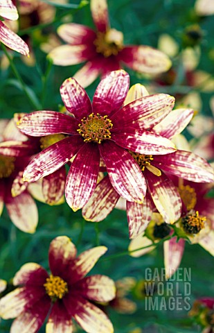 COREOPSIS_ROUTE_66