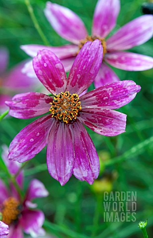 COREOPSIS_SHOW_STOPPER