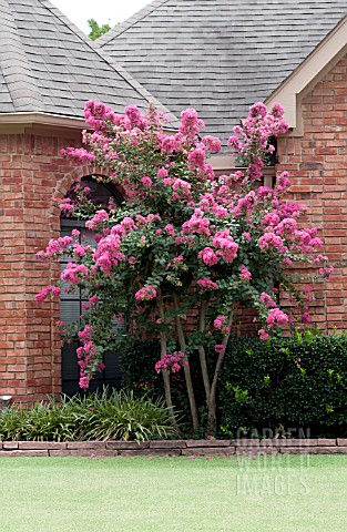 LAGERSTROEMIA_PINK