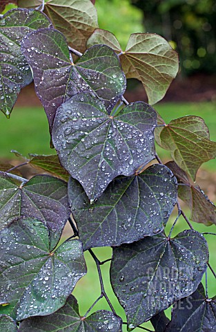 CERCIS_CANADENSIS_RUBY_FALLS