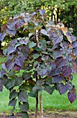 CERCIS CANADENSIS RUBY FALLS