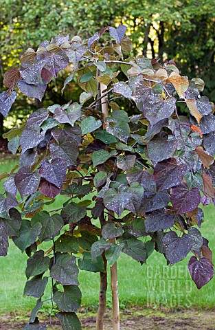 CERCIS_CANADENSIS_RUBY_FALLS