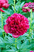 PAEONIA RED GRACE