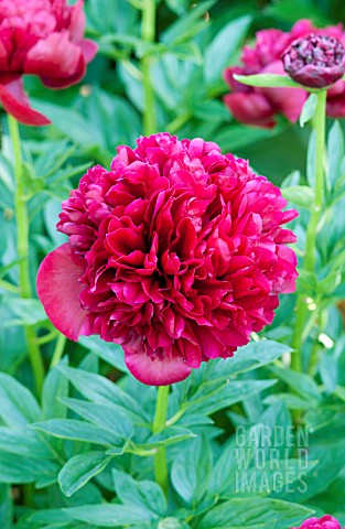 PAEONIA_RED_GRACE