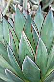 AGAVE BLUE GLOW