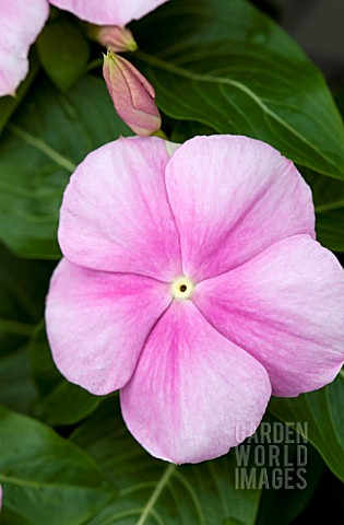CATHARANTHUS_ROSEUS_PACIFICA_ICY_PINK