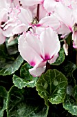 CYCLAMEN CURLY LIGHT PINK WITH RED EYE