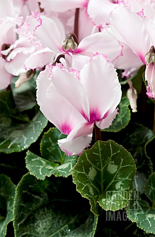 CYCLAMEN_CURLY_LIGHT_PINK_WITH_RED_EYE