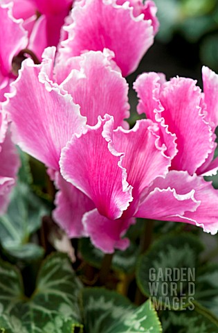 CYCLAMEN_CURLY_PINK_WITH_EDGE