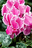 CYCLAMEN CURLY PINK WITH EDGE
