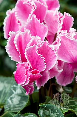 CYCLAMEN_CURLY_PINK_WITH_EDGE