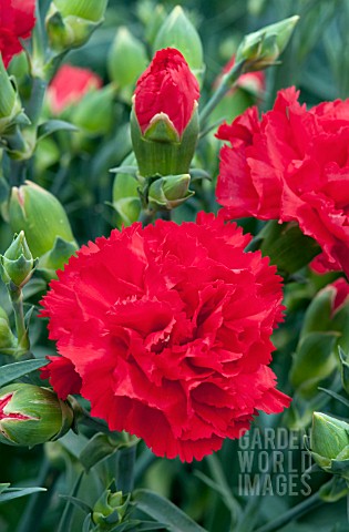 DIANTHUS_CARYOPHYLLUS_CAN_CAN_SCARLET
