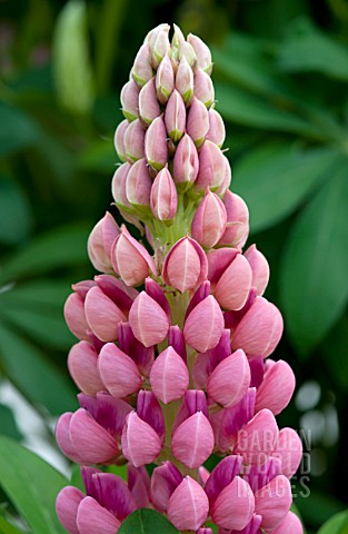 LUPINUS_CAMELOT_ROSE