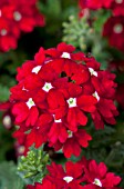 VERBENA FUEGO RED WITH EYE