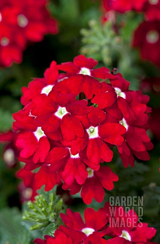 VERBENA_FUEGO_RED_WITH_EYE