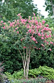 LAGERSTROEMIA, PINK