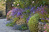 Campanula, Aubrieta and Dianthus flowering in rockery, France