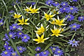 Mix of Leucanthemum (blue daisies) & Tulipa, yellow, France
