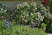 Rosa, Geranium, Campanula, in flower in garden in June