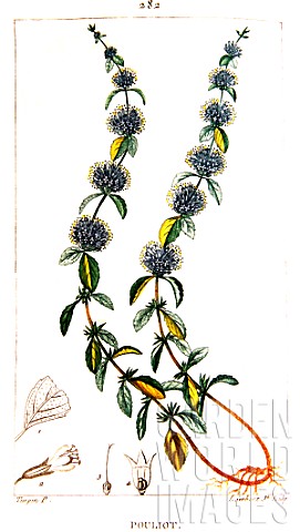 Botanical_drawing_of_Mentha_pulegium