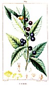 Botanical drawing of Laurus nobilis (sweet bay)