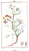 Botanical drawing of Cuminum cyminum