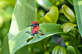 Lily beetles mating in a garden