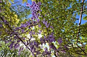 Wisteria in bloom - Luberon France