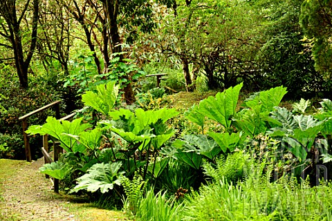 Gunnera_brasiliensis_in_woodland_garden