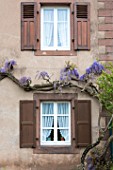 Wisteria in bloom on a house