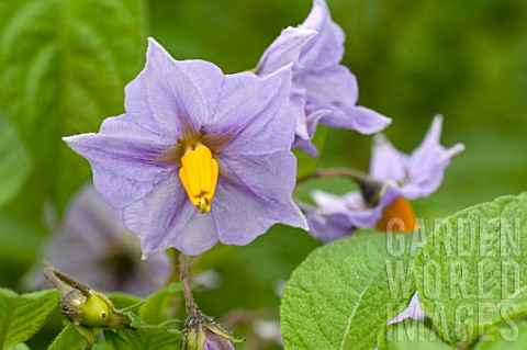 Solanum_Blue_Bell_in_bloom_in_a_garden