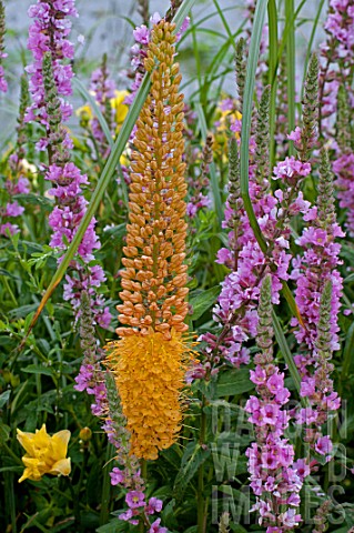 Eremurus_Foxtail_lily_in_bloom_in_a_garden