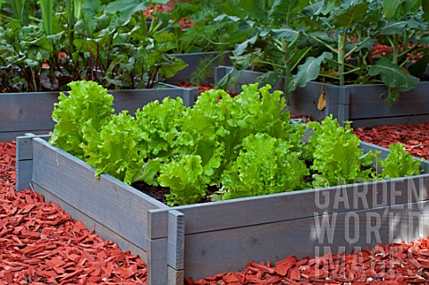 Batavia_lettuces_Comice_in_a_squarefoot_kitchen_garden