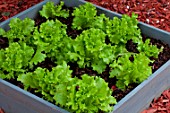 Batavia lettuces Comice in a squarefoot kitchen garden
