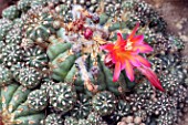 Matucana cactus in bloom in a greenhouse