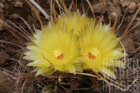 Leuchtenbergia_cactus_in_bloom_in_a_greenhouse
