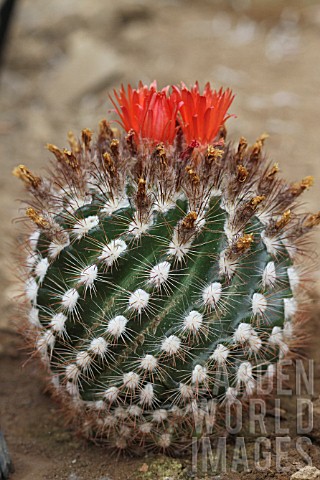 Parodia_cactus_in_bloom_in_a_greenhouse