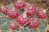 Ferocactus cactus in fruit in a greenhouse