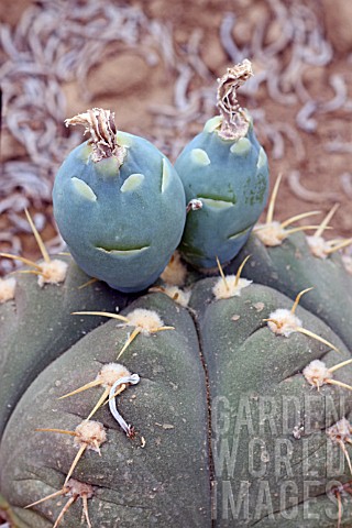 Gymnocalycium_cactus_in_fruit_in_a_greenhouse