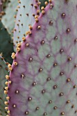Opuntia cactus in a greenhouse